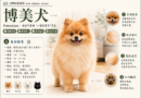 博美犬品种百科｜Pomeranian Dog Breed Atlas Demo